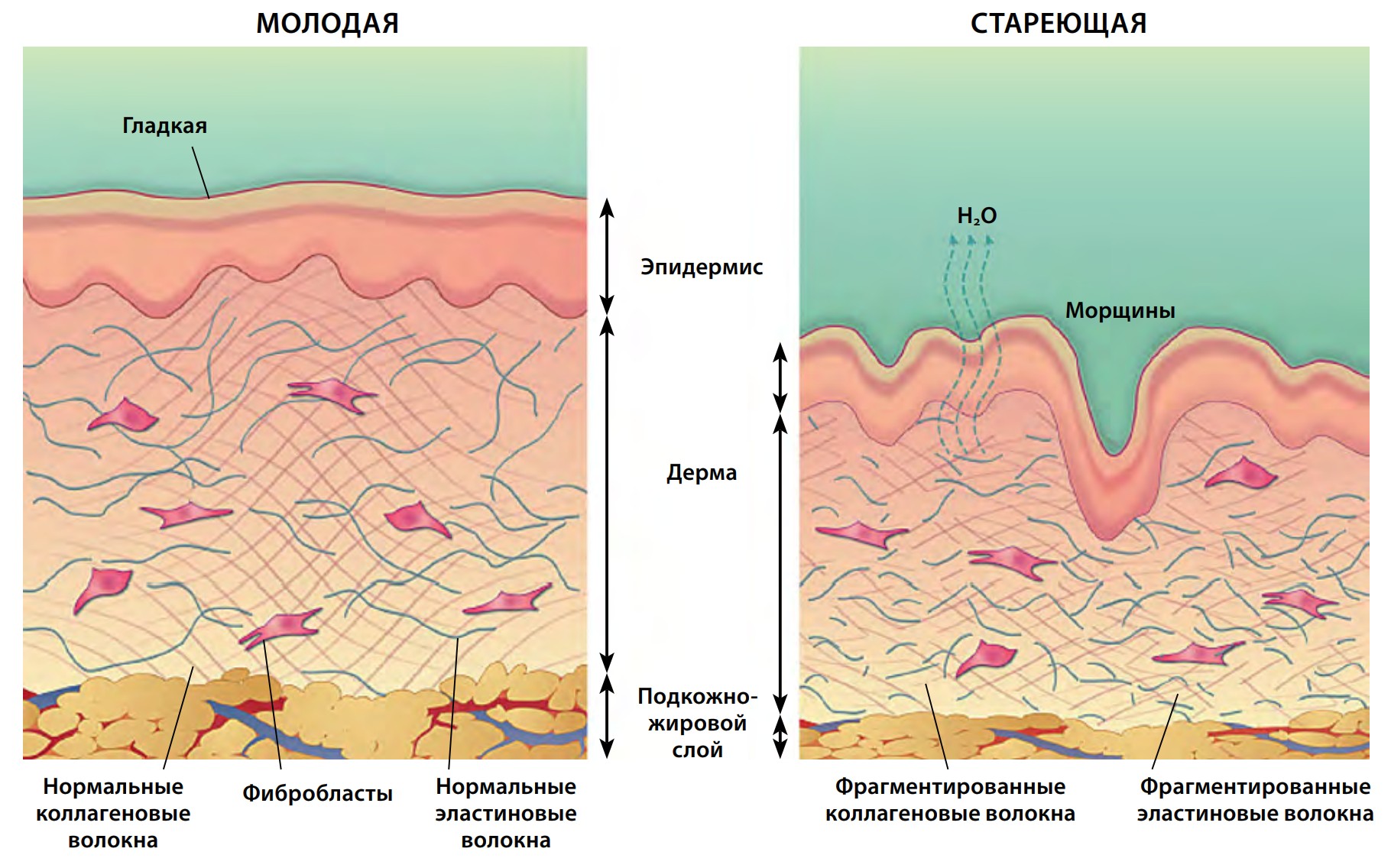 Возрастные изменения структуры кожи