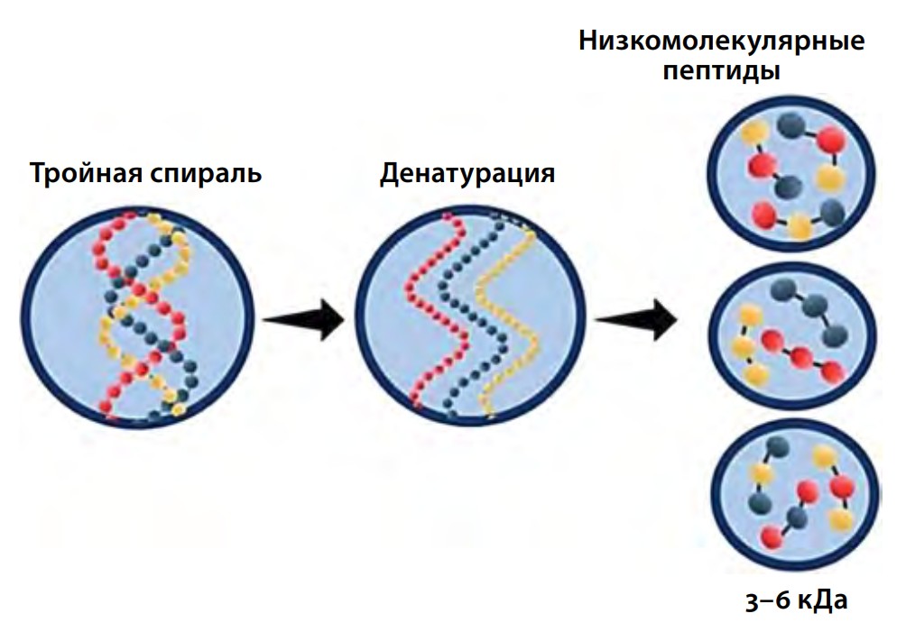 Процесс получения пептидов коллагена